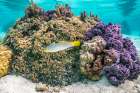 French Polynesia- Tahaa. Coral and reef fish. Art Print